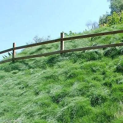 Green Wave™  Sod