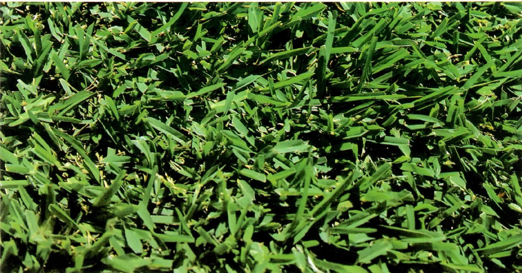 St. Augustine™ Sod